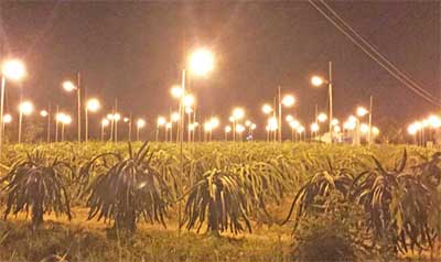 Lắp đèn cao áp chiếu sáng vườn thanh long về đêm