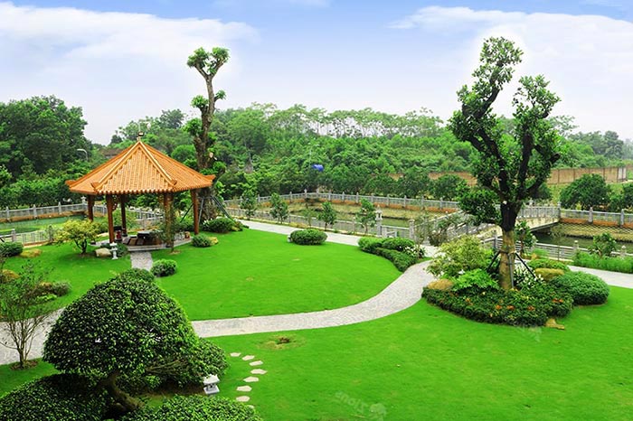 Trồng cây đơn lẻ
