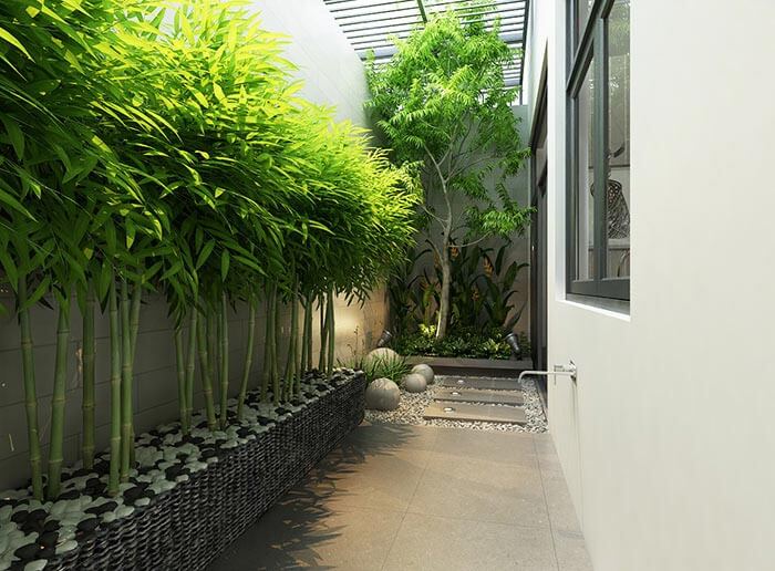 Trồng cây theo hàng sân sau nhà